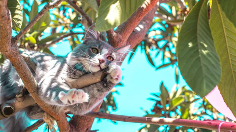 5階から飛び降りても無事だった!?猫が高所を好む理由と注意点のアイキャッチ画像