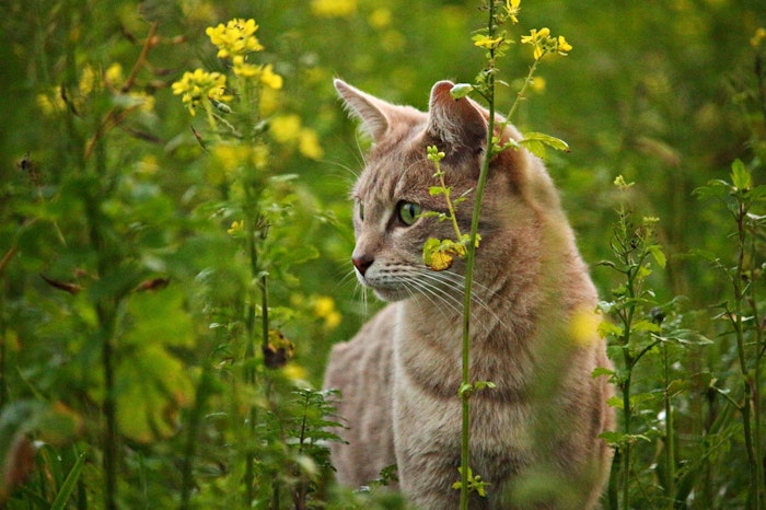 猫,高いところ,飛び降り,高所