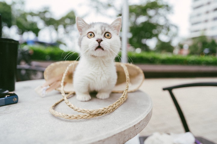 猫,猫種,マンチカン,好発疾患,症状,対策,