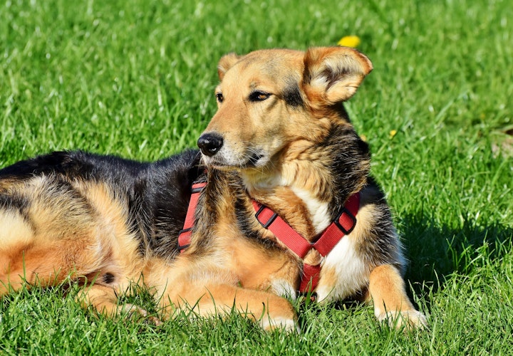 犬,猫,雑種,純血種,ミックス,メリット,デメリット,遺伝病,好発疾患,