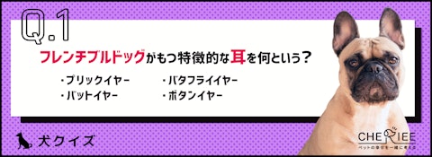 【犬種クイズ】フレンチ・ブルドッグが気をつけたい健康上の注意点のアイキャッチ画像