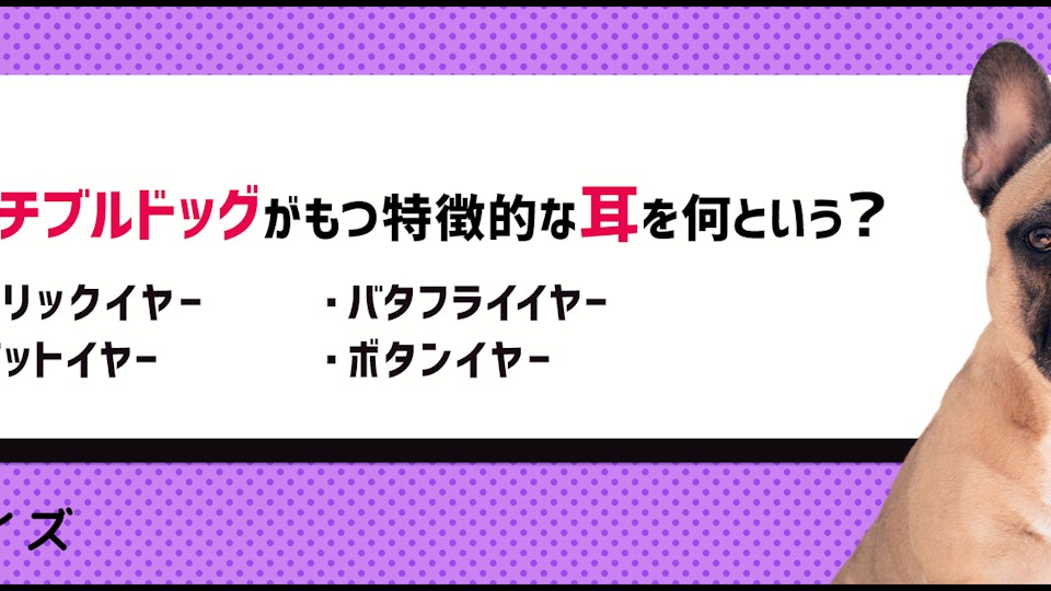 【犬種クイズ】フレンチ・ブルドッグが気をつけたい健康上の注意点