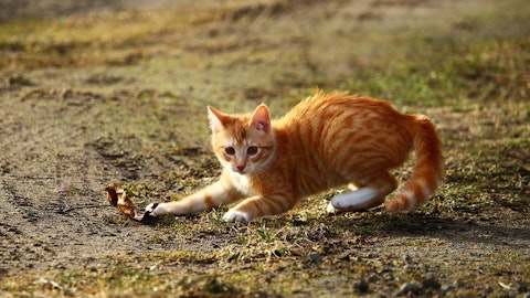 トイレの後に大興奮?猫のトイレハイの理由と病気の可能性を解説のアイキャッチ画像