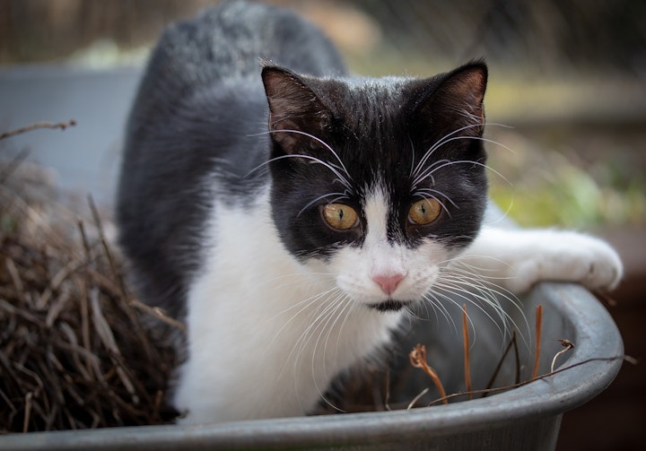 猫,トイレハイ,理由