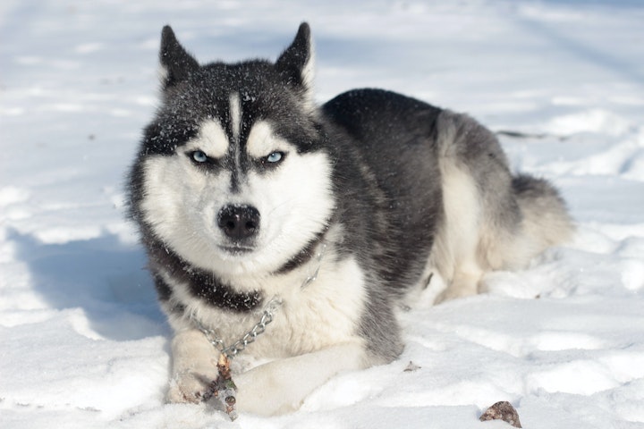 シベリアン・ハスキー,犬ぞり,飼い方,犬,性格,お手入れ,犬図鑑