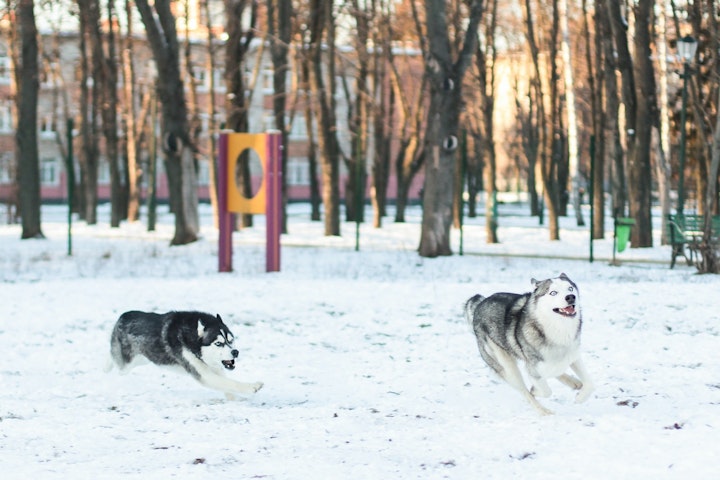 シベリアン・ハスキー,犬ぞり,飼い方,犬,性格,お手入れ,犬図鑑