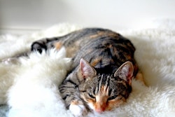 猫の声が枯れてる 風邪とは限らない 考えうる6つの原因 シェリー ペットの幸せを一緒に考える 猫の声が枯れてる 風邪とは限らない 考えうる6つの原因 シェリー ペットの幸せを一緒に考える
