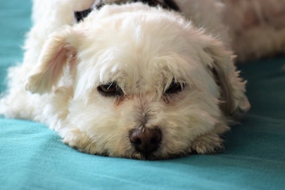 放置しても大丈夫？気になる犬の涙やけの原因と対策法のアイキャッチ画像