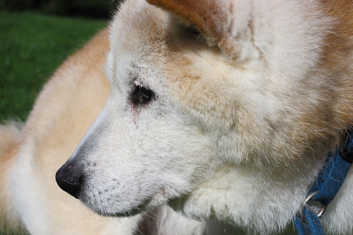 犬,涙やけ,流涙症,原因,鼻涙管,アレルギー,お手入れ,