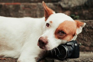 シニア犬,視力低下,サイン,白内障