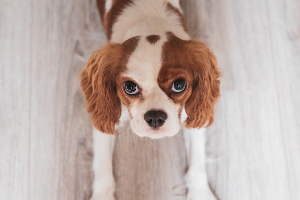 犬の視力低下のサインとは？視力が衰えたシニア犬のための６つの工夫のアイキャッチ画像