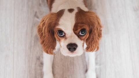 犬の視力低下のサインとは?視力が衰えたシニア犬のための6つの工夫のアイキャッチ画像