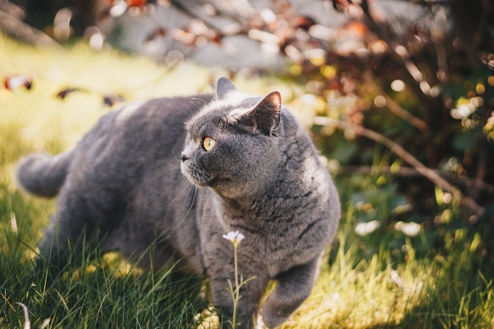 ロシアンブルー,病気,予防,疾患,飼い方