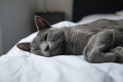 猫の声が枯れてる 風邪とは限らない 考えうる6つの原因 シェリー ペットの幸せを一緒に考える 猫の声が枯れてる 風邪とは限らない 考えうる6つの原因 シェリー ペットの幸せを一緒に考える