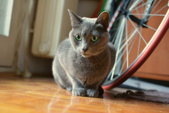 ロシアンブルー,病気,予防,疾患,飼い方