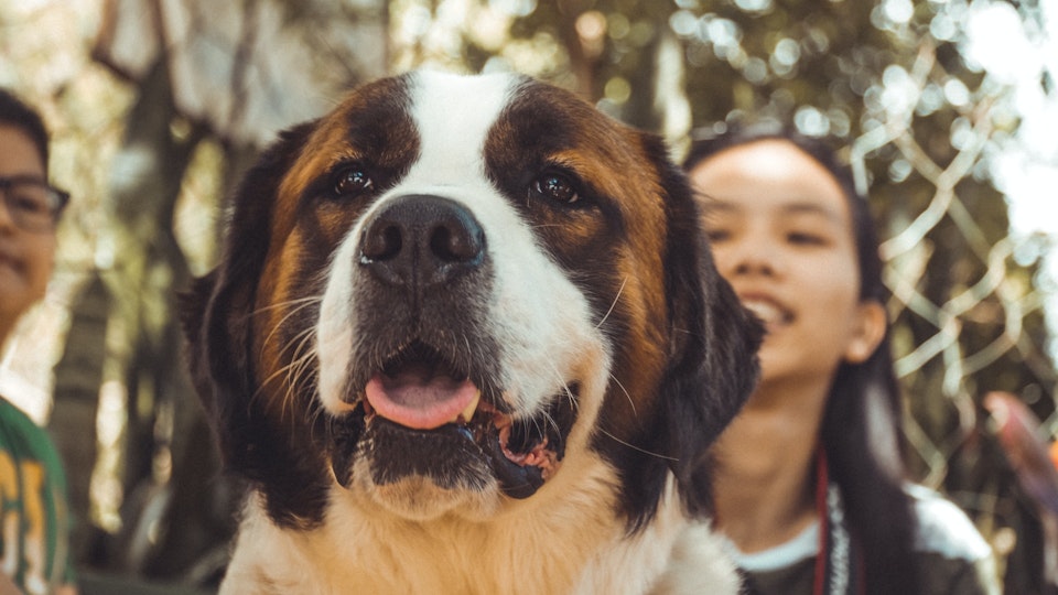 【犬図鑑】アニメにも登場!大きくて温和なセント・バーナードの魅力