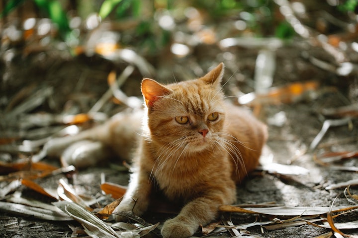 猫,元野良猫,食欲,旺盛,キャットフード,与え方,肥満