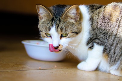 元野良猫の食欲が旺盛すぎる！その理由と4つの対処法をご紹介のアイキャッチ画像