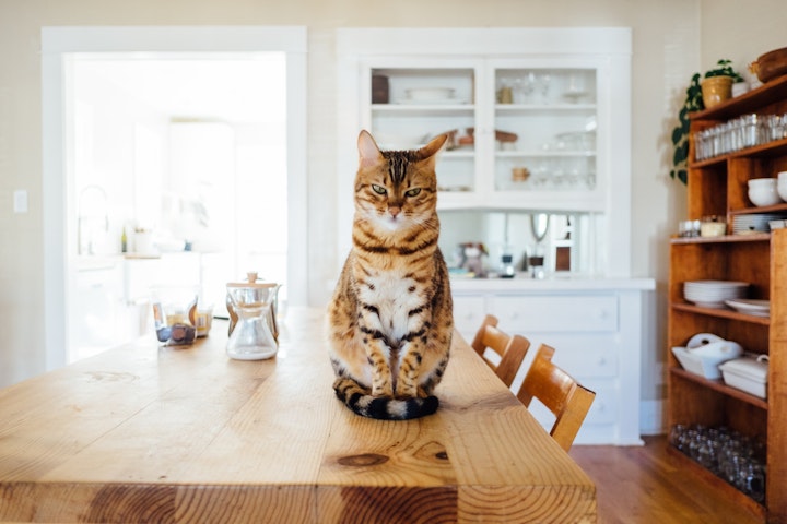 猫,元野良猫,食欲,旺盛,キャットフード,食べ過ぎ