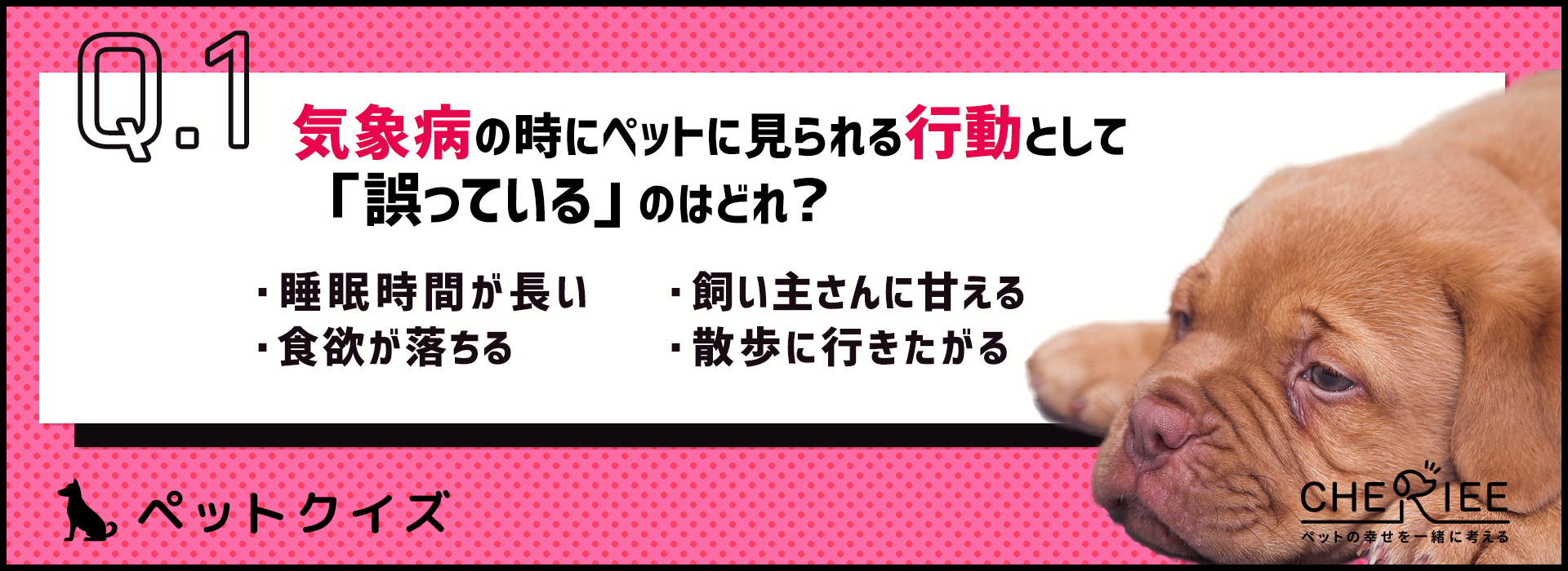 【クイズ】雨の日は元気がない。ペットも気をつけたい気象病とは？