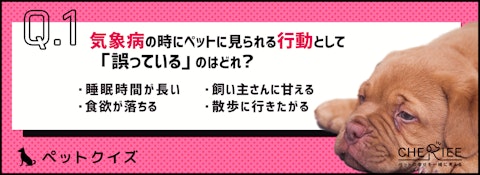 【クイズ】雨の日は元気がない。ペットも気をつけたい気象病とは？のアイキャッチ画像