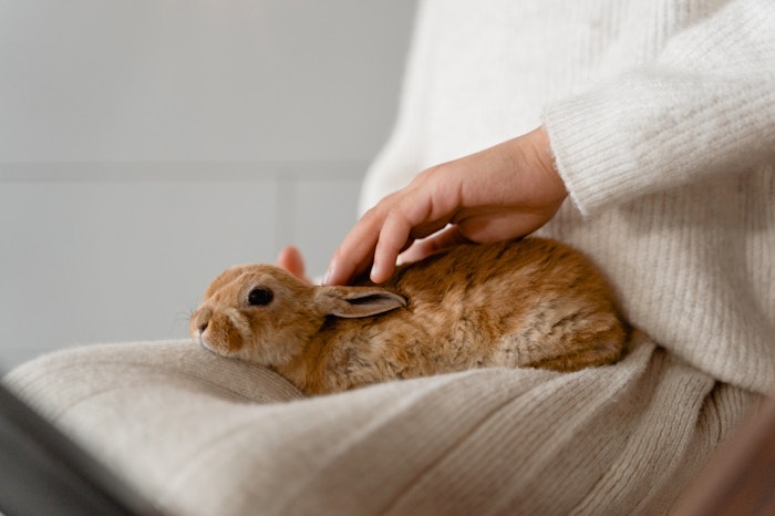 うさぎの散歩は室内 屋外 うさんぽ 部屋んぽ の方法と注意点 シェリー ペットの幸せを一緒に考える うさぎの散歩は室内 屋外 うさんぽ 部屋んぽ の方法と注意点 シェリー ペットの幸せを一緒に考える