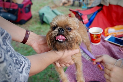 犬の換毛期ってなに？お手入れ方法と抜け毛の便利グッズをご紹介のアイキャッチ画像