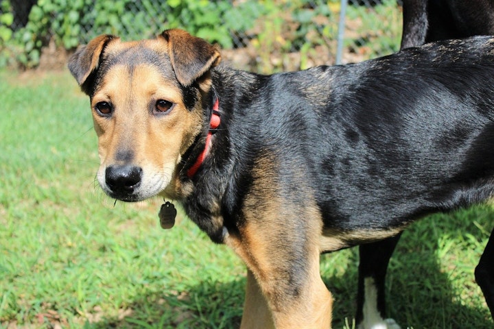 災害救助犬,犬,警察犬,犬種,土砂災害,地震