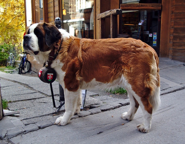 災害救助犬,犬,警察犬,犬種,土砂災害,地震