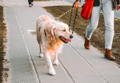 散歩中、犬に触られるのは嫌？適切な対話でトラブルを防ごう！のアイキャッチ画像