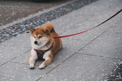 【犬図鑑】柴犬のルーツや性格、飼い方のポイントを解説！のアイキャッチ画像