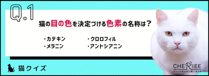 【クイズ】猫飼いさんなら常識かも？猫の目の色の不思議。のアイキャッチ画像