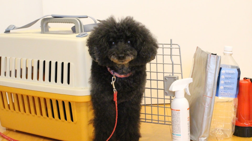 【犬の防災】命を守るために!今すぐ始めたいしつけと災害対策
