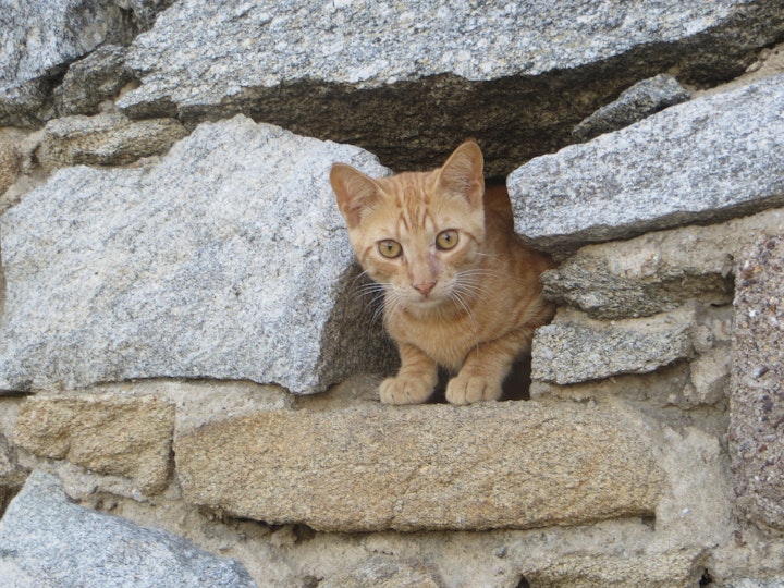 猫,防災,災害,避難,同行避難