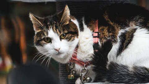 【猫の防災】今日からできる!災害から猫の命を守る日頃の備えのアイキャッチ画像