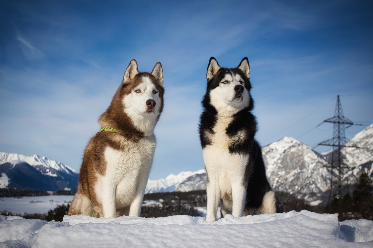 【犬図鑑】初心者には難しい？シベリアン・ハスキーの特徴と飼い方