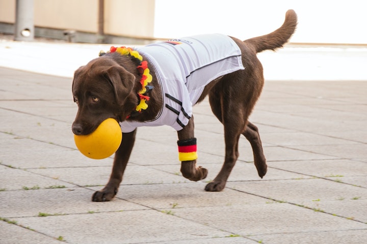 ゴールデン・レトリバー,ラブラドール・レトリバー,違い,比較,犬,犬種