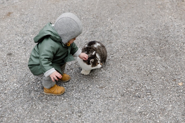 猫,赤ちゃん,衛生,生活