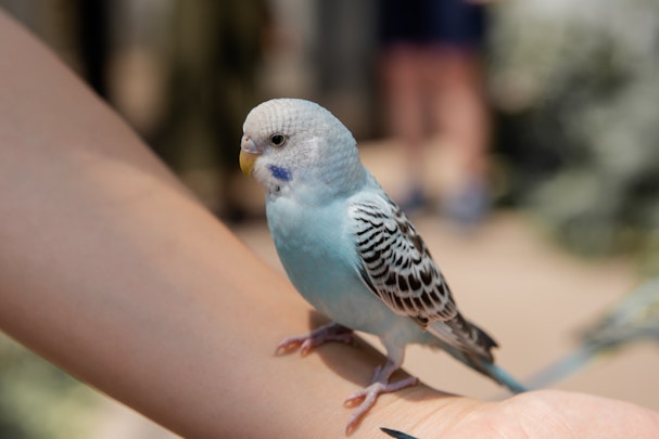 インコにおもちゃは必須！性格に合わせた５つのおもちゃタイプとはのアイキャッチ画像