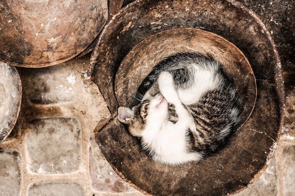 猫がニャンモナイトで眠る3つの理由と飼い主さんにできることのアイキャッチ画像