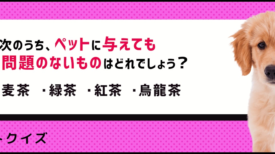 【クイズ】ペットにお茶は飲ませていいの?