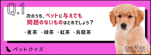 クイズ ペットにお茶は飲ませていいの シェリー ペットの幸せを一緒に考える