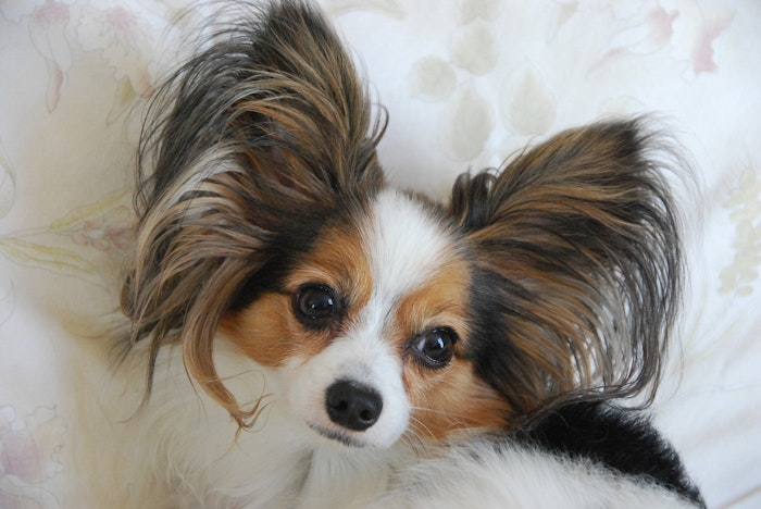 犬図鑑 パピヨンの歴史や性格 飼い方のポイントをご紹介 シェリー ペットの幸せを一緒に考える 犬図鑑 パピヨンの歴史や性格 飼い方のポイントをご紹介 シェリー ペットの幸せを一緒に考える