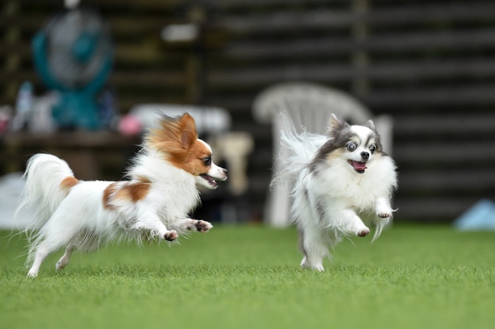 犬図鑑 パピヨンの歴史や性格 飼い方のポイントをご紹介 シェリー ペットの幸せを一緒に考える