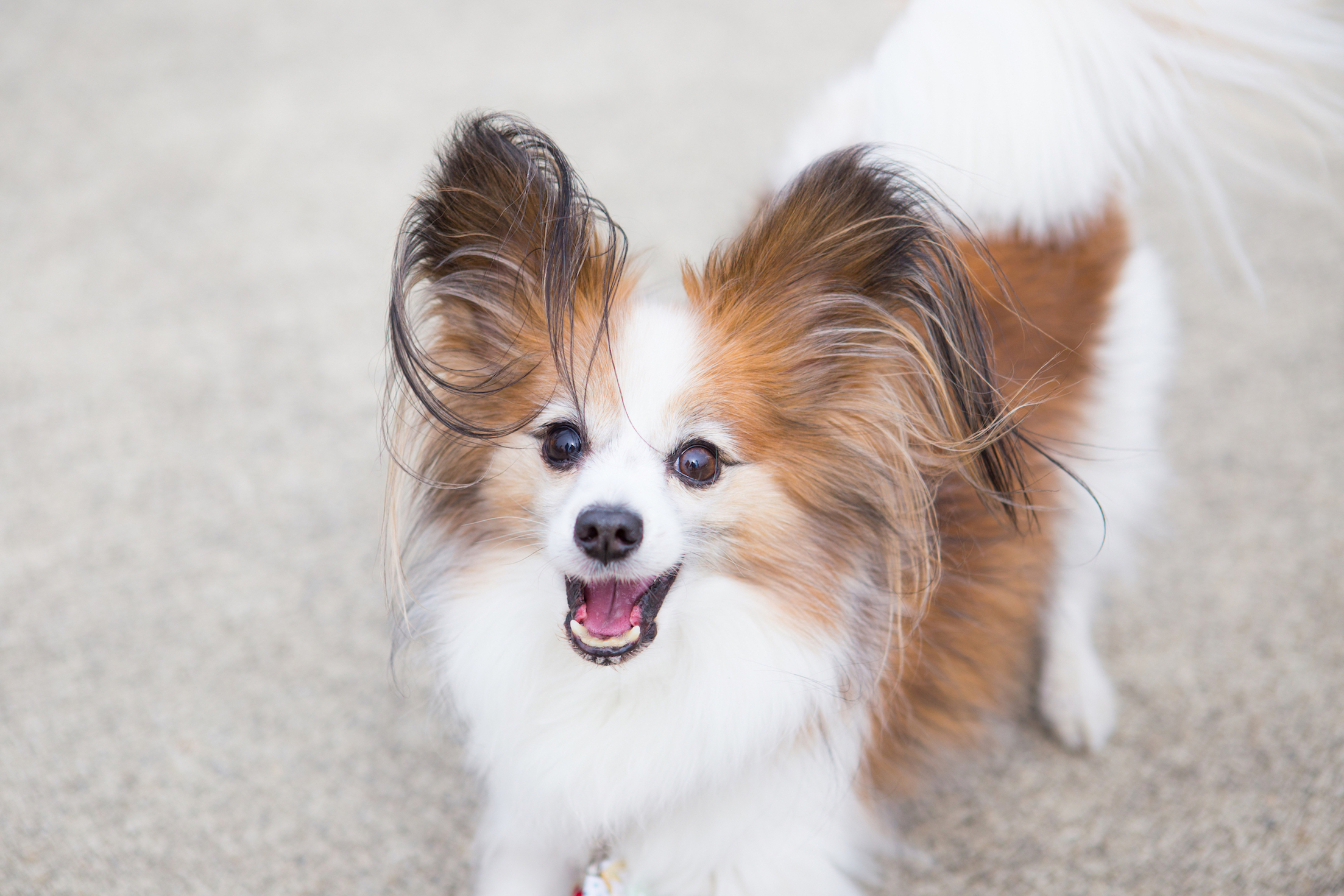 犬図鑑 パピヨンの歴史や性格 飼い方のポイントをご紹介 シェリー ペットの幸せを一緒に考える