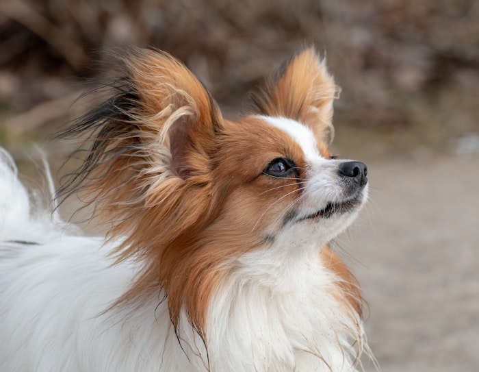 犬図鑑 パピヨンの歴史や性格 飼い方のポイントをご紹介 シェリー ペットの幸せを一緒に考える