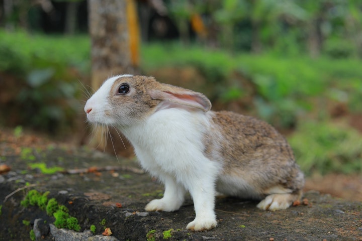 うさぎ,耳,気持ち