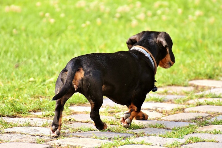 椎間板ヘルニア,犬,鍼灸治療,手術