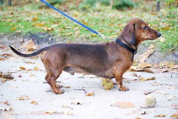 【体験談】犬の椎間板ヘルニア。手術をやめて鍼灸治療に切り替えた話のアイキャッチ画像