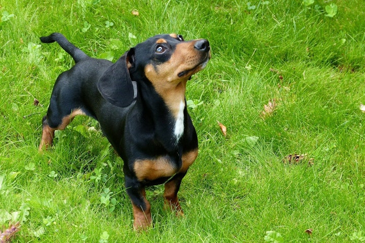 椎間板ヘルニア,犬,鍼灸治療,手術